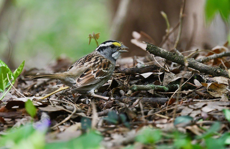 White-throated Sparrow by Wildreturn is licensed under CC BY 2.0.